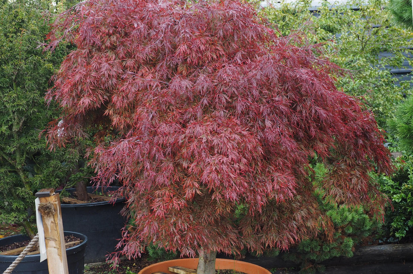 Acer Palmatum Dissectum Inabe Shidare - View 9 from www redcrocus com