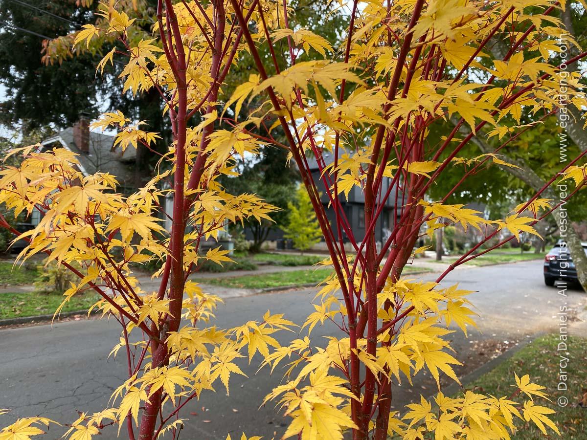 Acer Palmatum Sango Kaku - View 18 from www redcrocus com