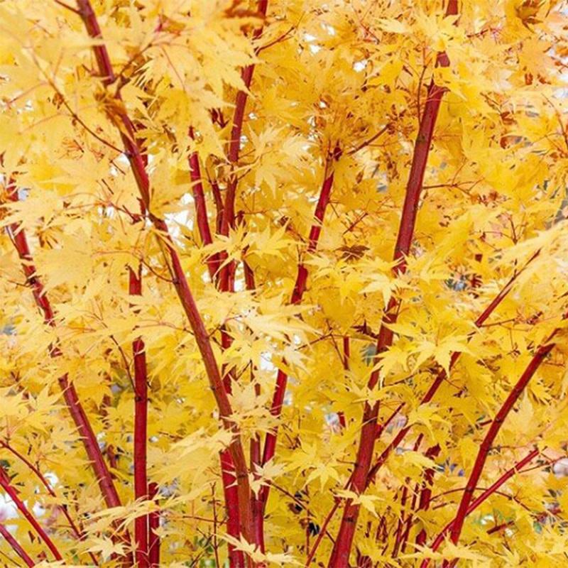 Acer Palmatum Sango Kaku - View 6 from www redcrocus com