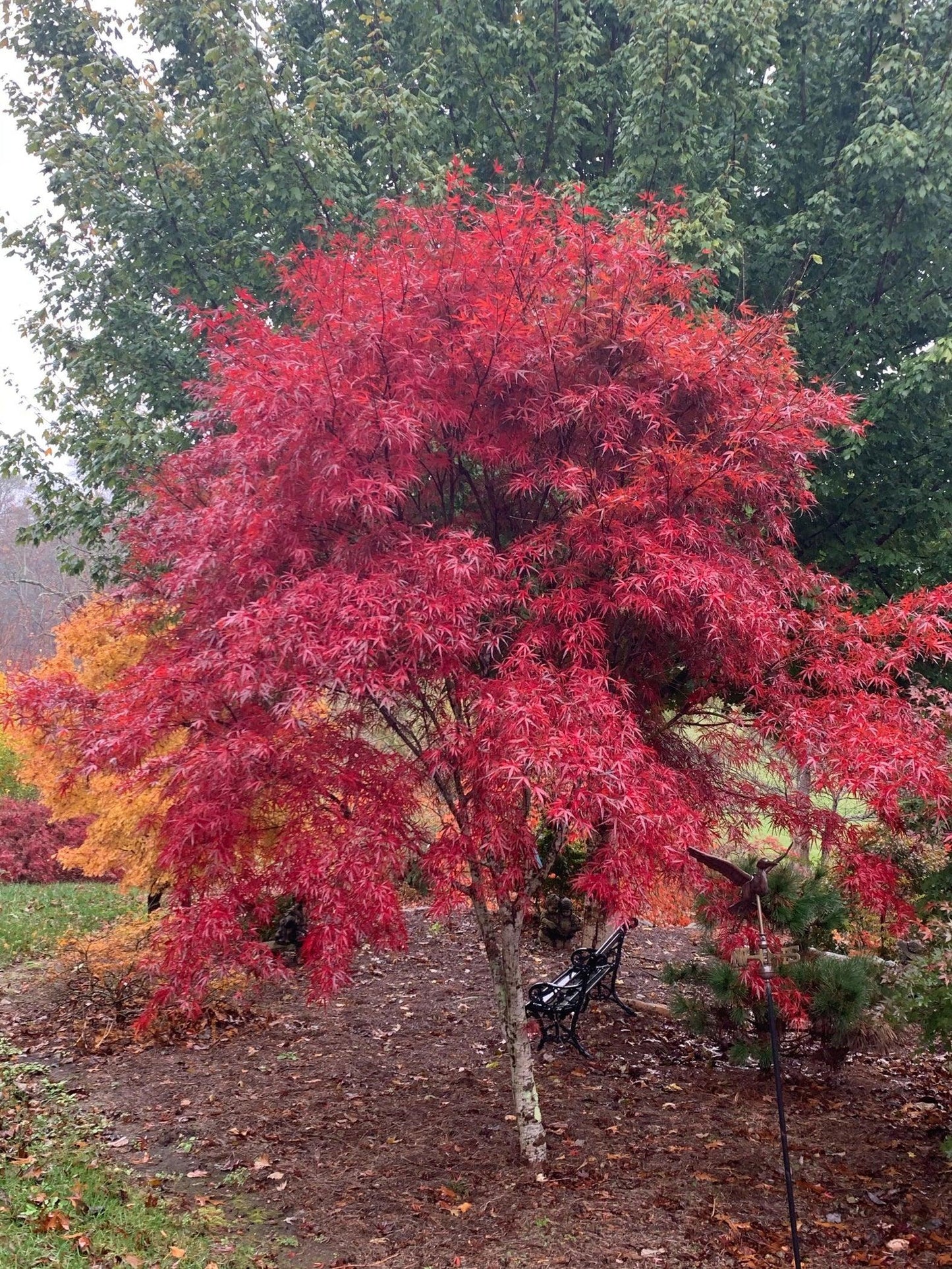 Acer Palmatum Beni Otake - View 10 from www redcrocus com