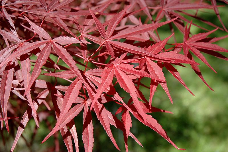 Acer Palmatum Beni Otake - View 11 from www redcrocus com