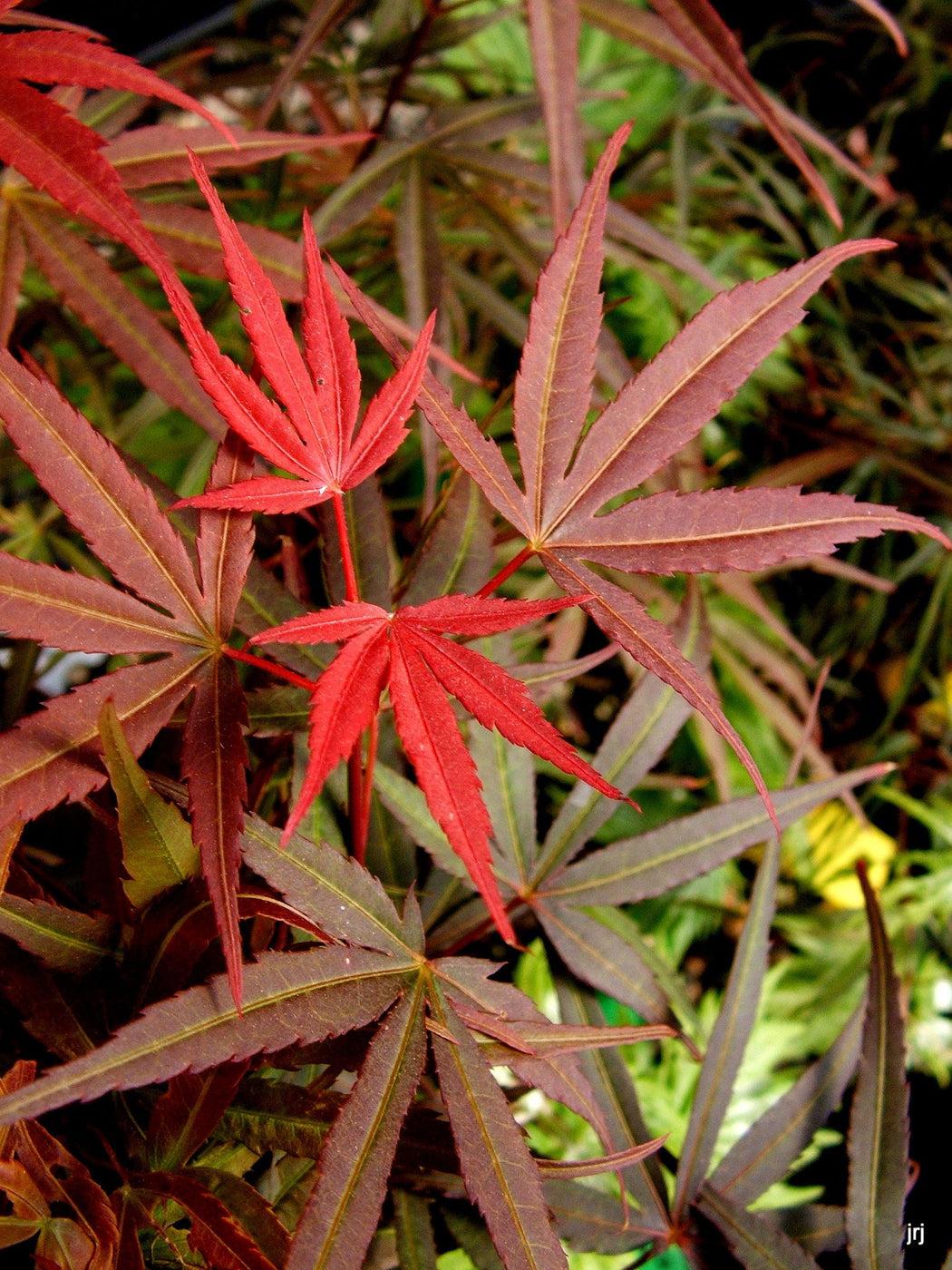 Acer Palmatum Beni Otake - View 12 from www redcrocus com