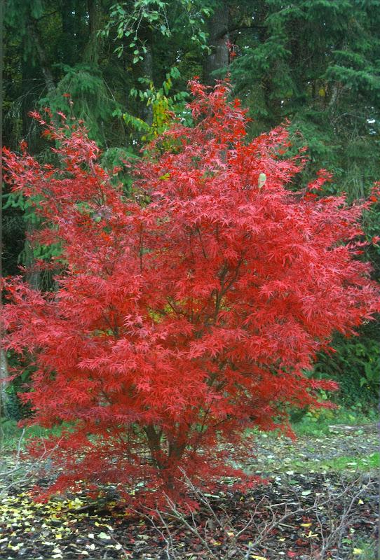 Acer Palmatum Beni Otake - View 15 from www redcrocus com