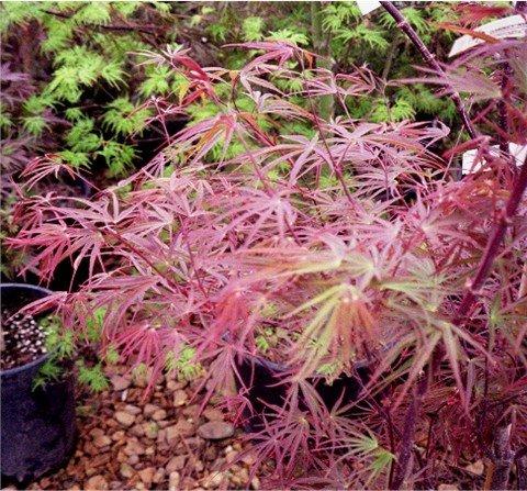 Acer Palmatum Beni Otake - View 16 from www redcrocus com