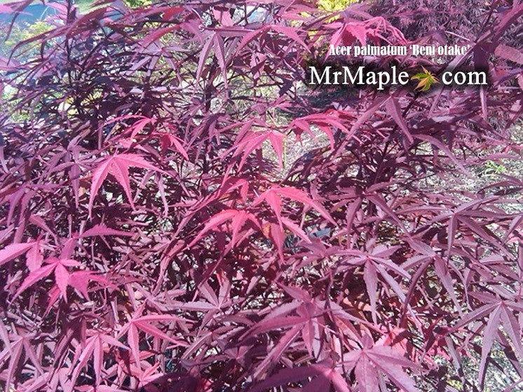 Acer Palmatum Beni Otake - View 17 from www redcrocus com