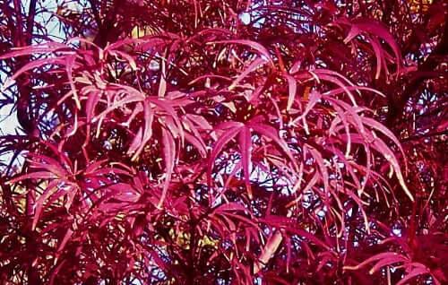 Acer Palmatum Beni Otake - View 18 from www redcrocus com
