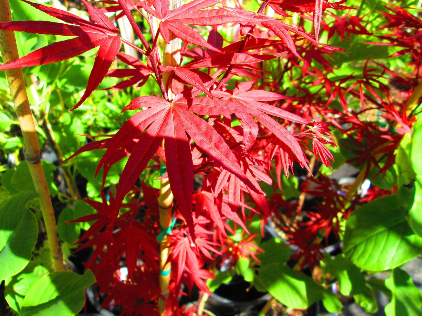 Acer Palmatum Beni Otake - View 2 from www redcrocus com