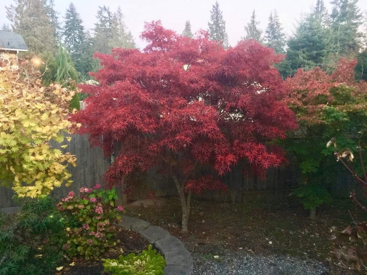 Acer Palmatum Beni Otake - View 4 from www redcrocus com
