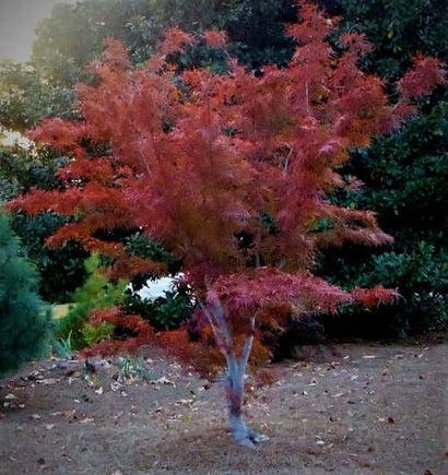 Acer Palmatum Beni Otake - View 5 from www redcrocus com