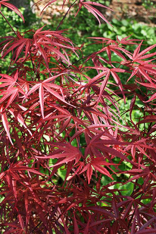 Acer Palmatum Beni Otake - View 6 from www redcrocus com