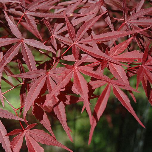 Acer Palmatum Beni Otake - View 7 from www redcrocus com