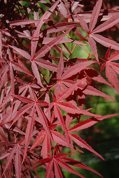 Acer Palmatum Beni Otake - View 8 from www redcrocus com