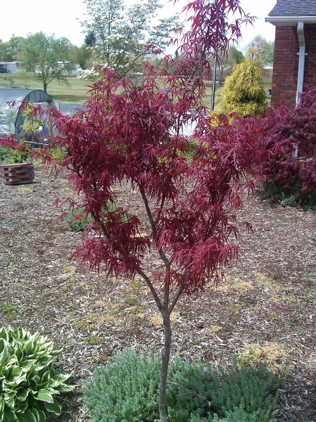 Acer Palmatum Beni Otake - View 9 from www redcrocus com