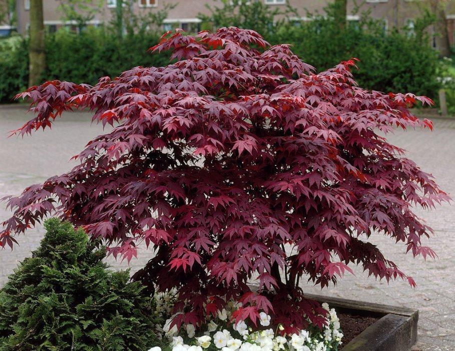 Acer Palmatum Bloodgood - View 20 from www redcrocus com