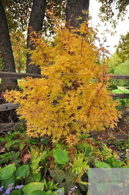 Acer Palmatum 'sango Kaku' - View 9 from www redcrocus com