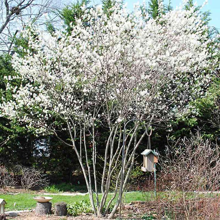 Nyssa Sylvatica Green Gable - View 11 from www redcrocus com