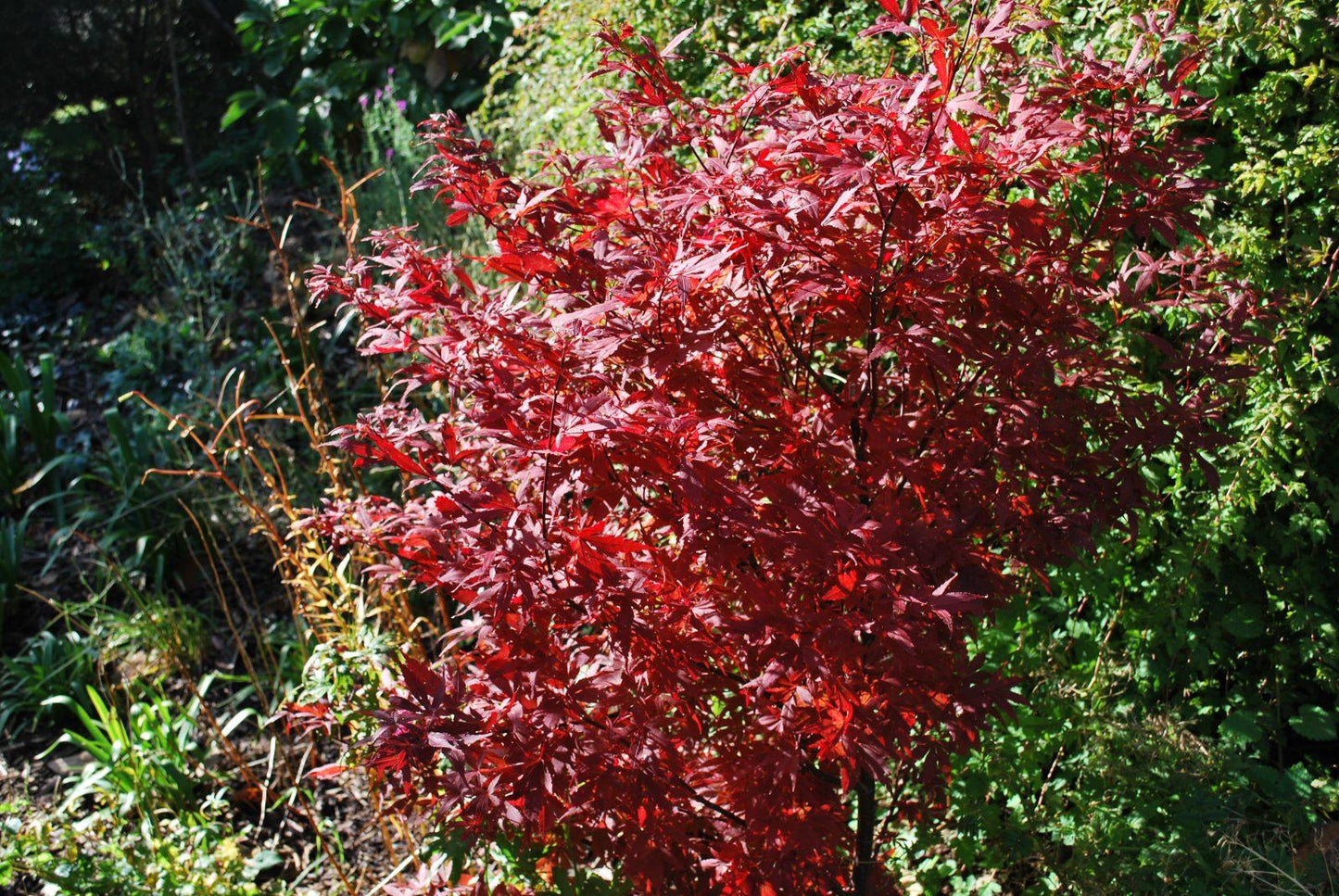 Acer Palmatum Bloodgood Screen - View 11 from www redcrocus com