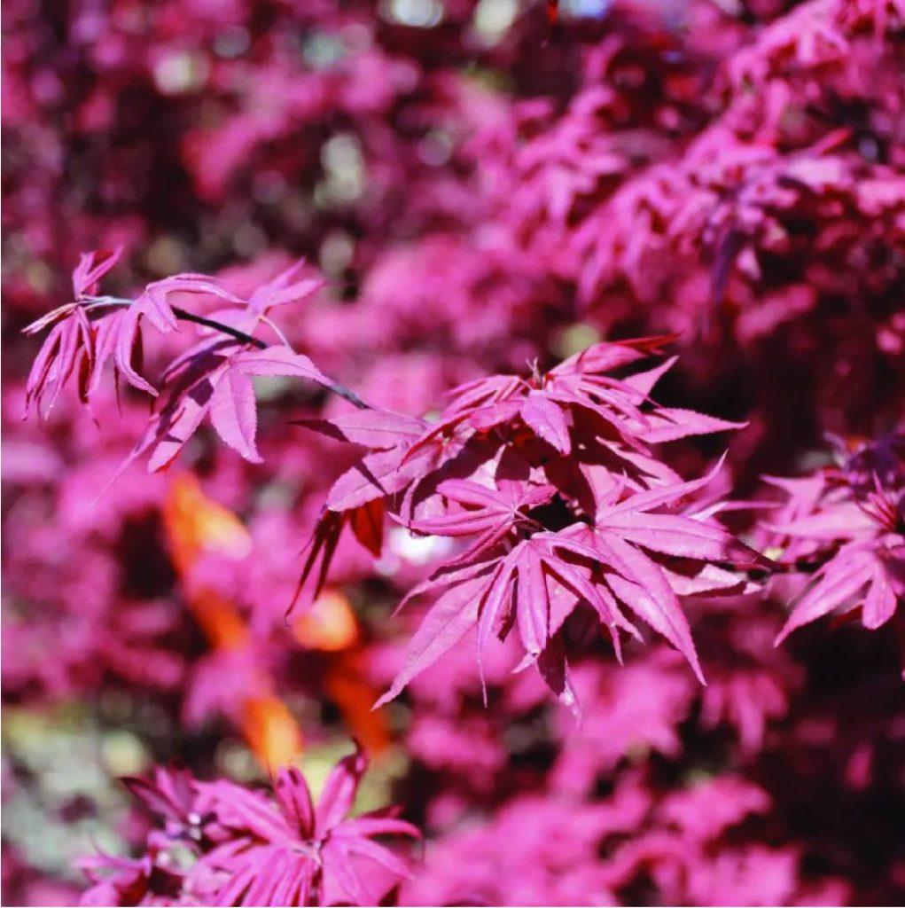 Acer Palmatum Bloodgood Screen - View 12 from www redcrocus com