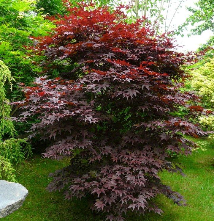 Acer Palmatum Bloodgood Screen - View 16 from www redcrocus com