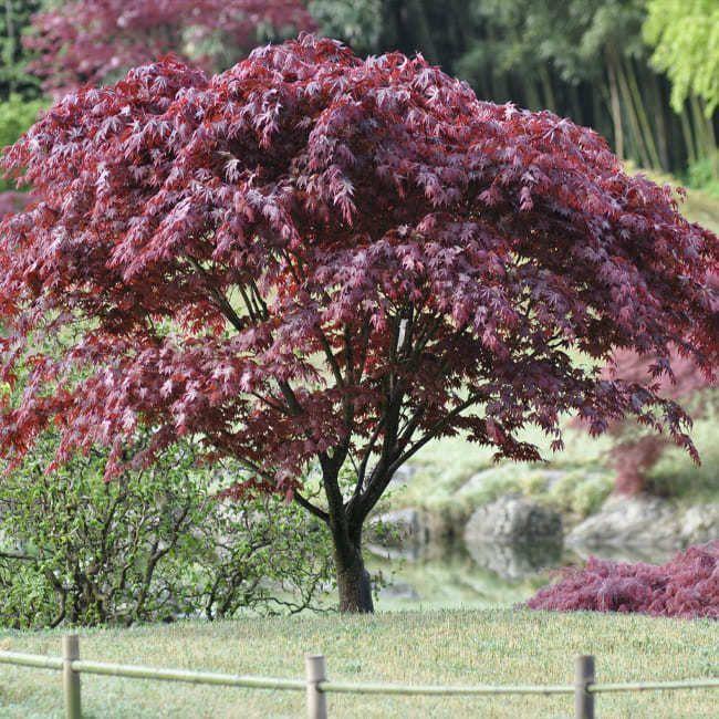 Acer Palmatum Bloodgood Screen - View 17 from www redcrocus com