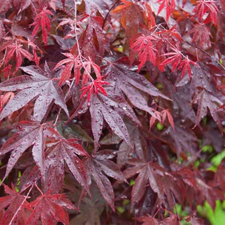 Acer Palmatum Bloodgood Screen - View 3 from www redcrocus com