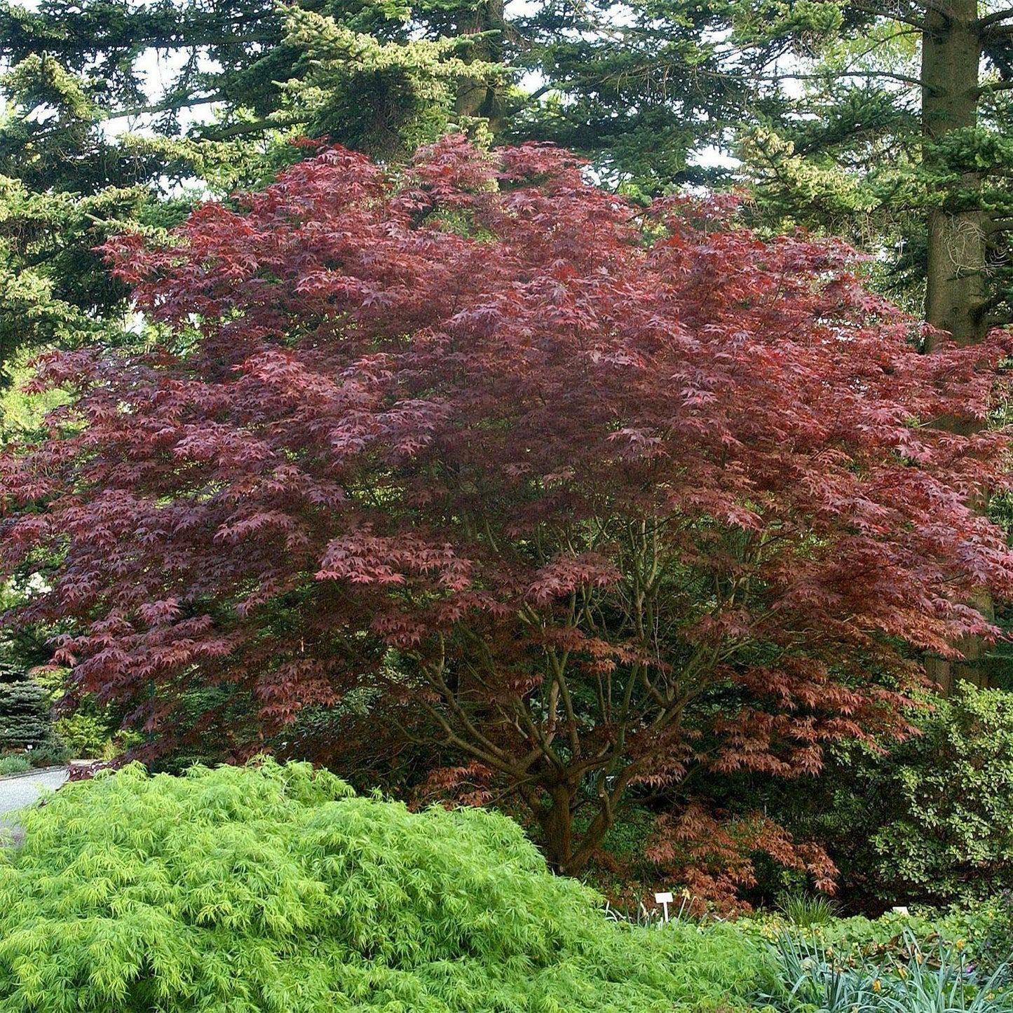 Acer Palmatum Bloodgood Screen - View 7 from www redcrocus com