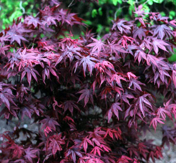 Acer Palmatum Bloodgood Screen - View 9 from www redcrocus com