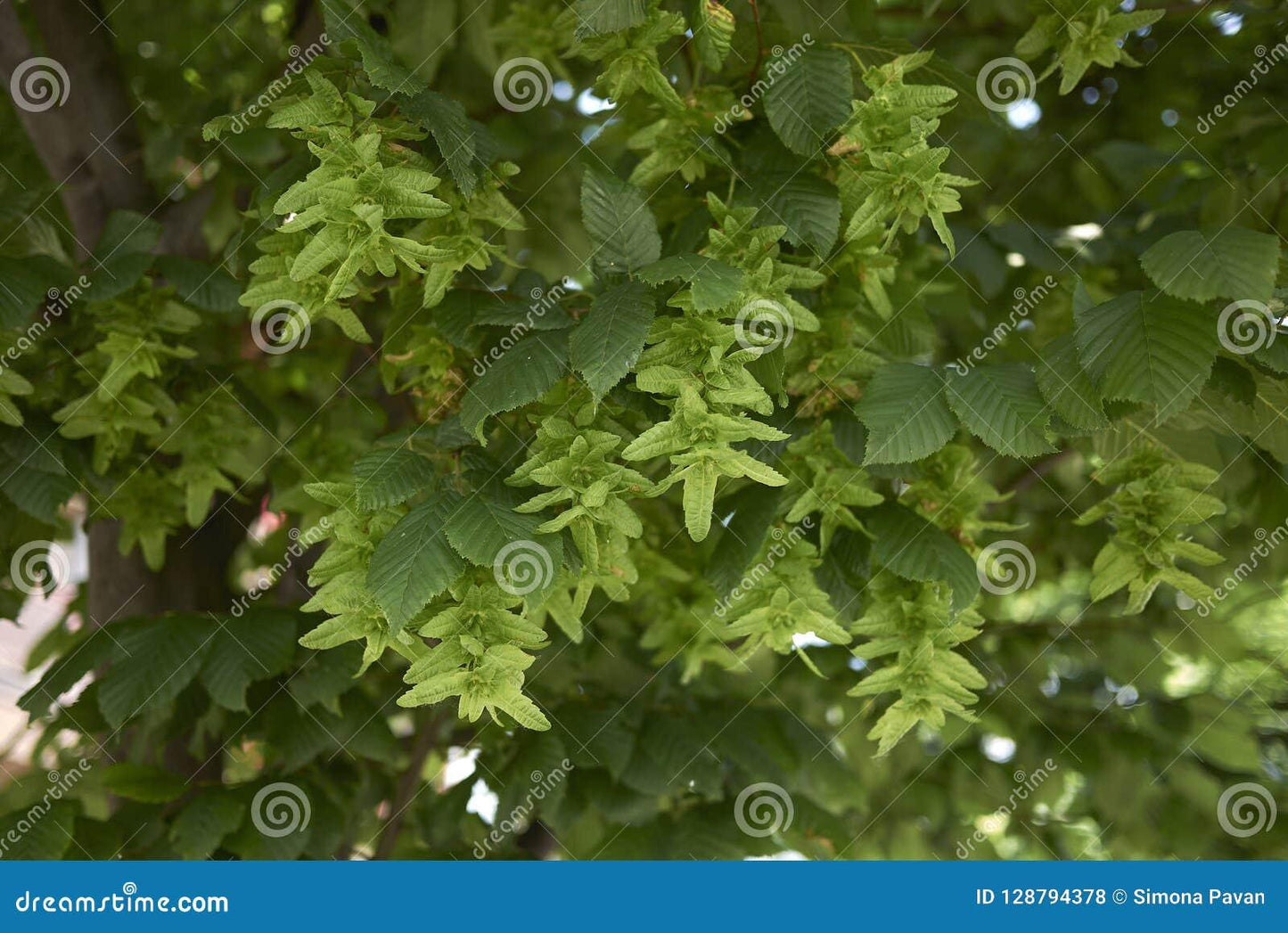 Carpinus Betulus Low Branch - View 14 from www redcrocus com