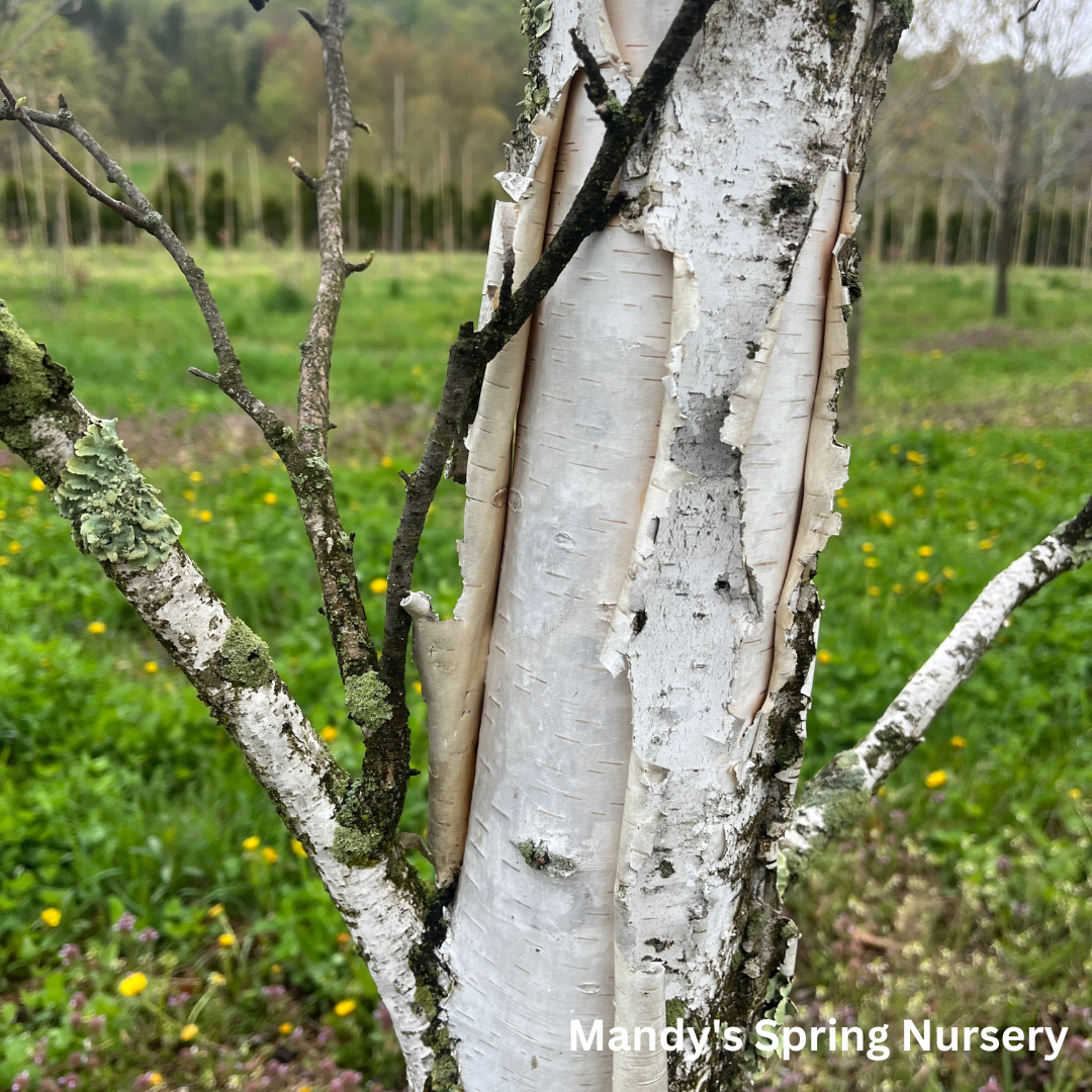 Betula Papyrifera Single Stem - View 9 from www redcrocus com