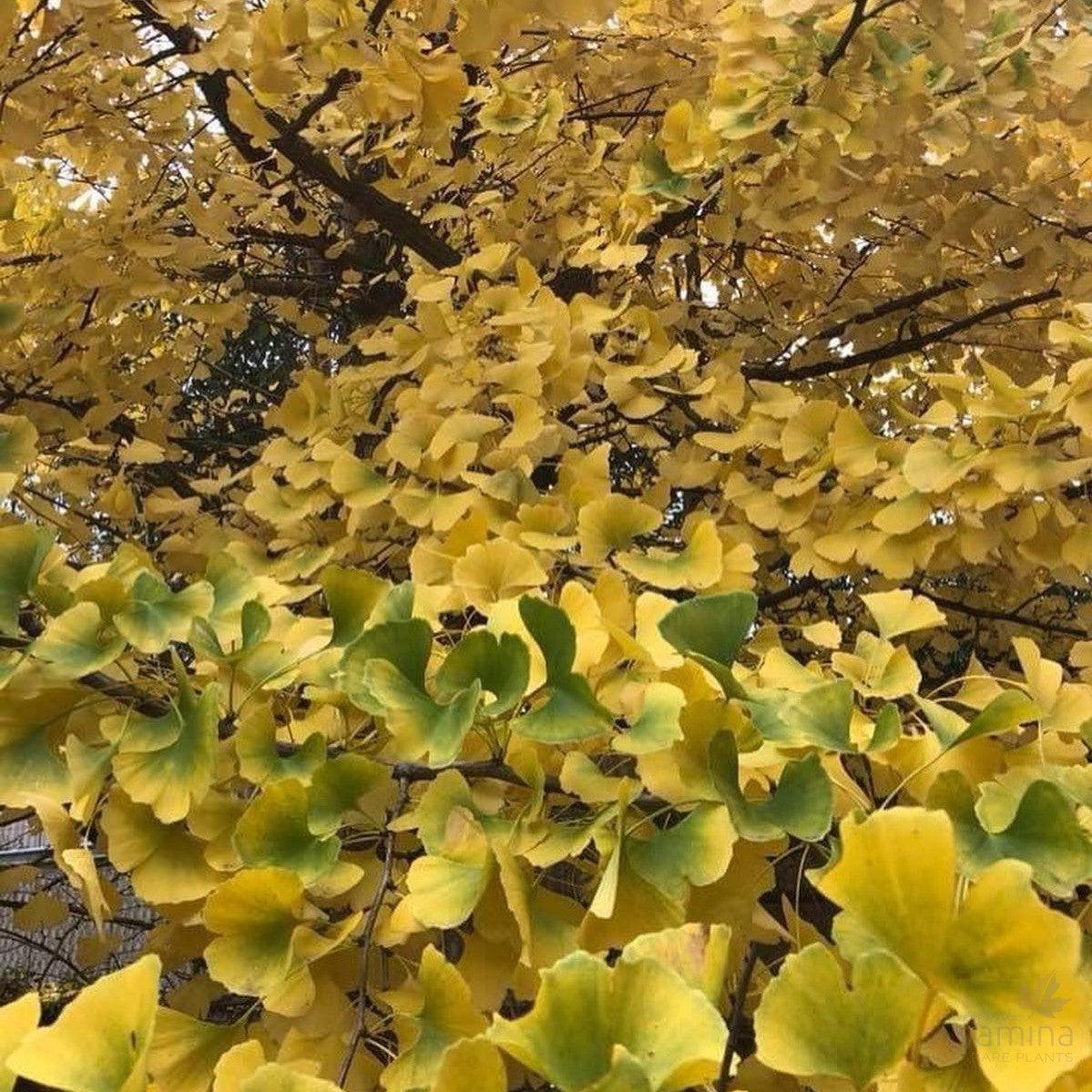 Ginkgo Biloba Autumn Gold Single Stem - View 12 from www redcrocus com
