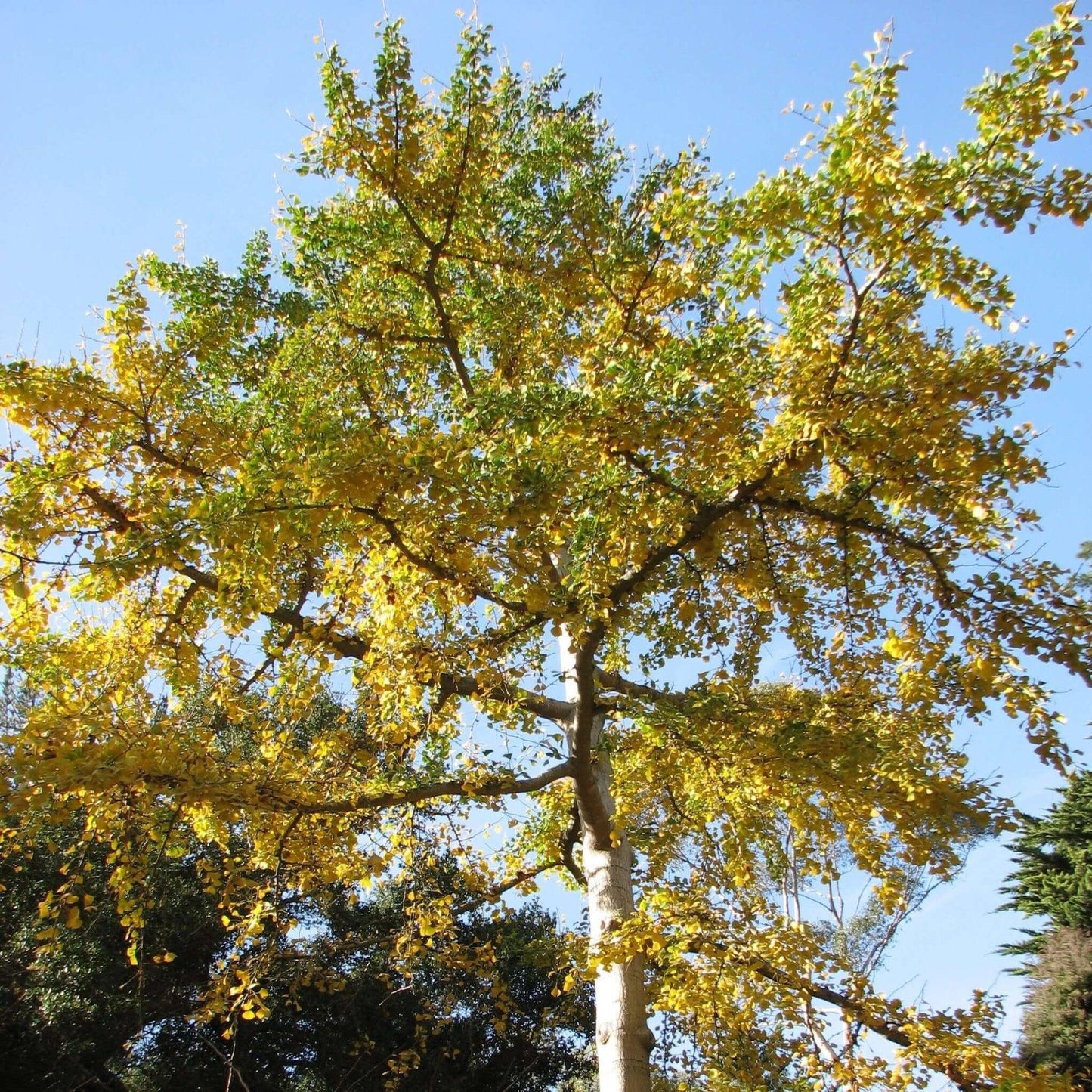 Ginkgo Biloba Autumn Gold Single Stem - View 13 from www redcrocus com