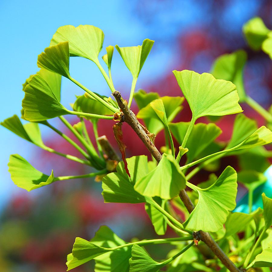 Ginkgo Biloba Autumn Gold Single Stem - View 16 from www redcrocus com