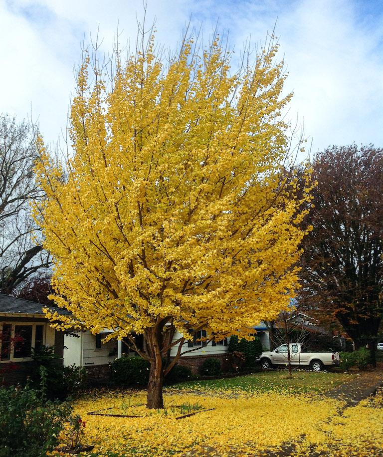 Ginkgo Biloba Autumn Gold Single Stem - View 4 from www redcrocus com