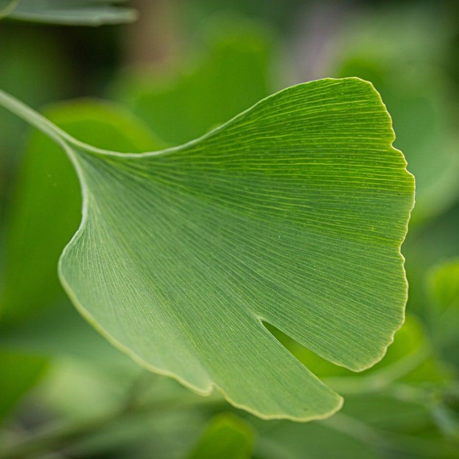 Ginkgo Biloba Gold Spire Single Stem - View 15 from www redcrocus com