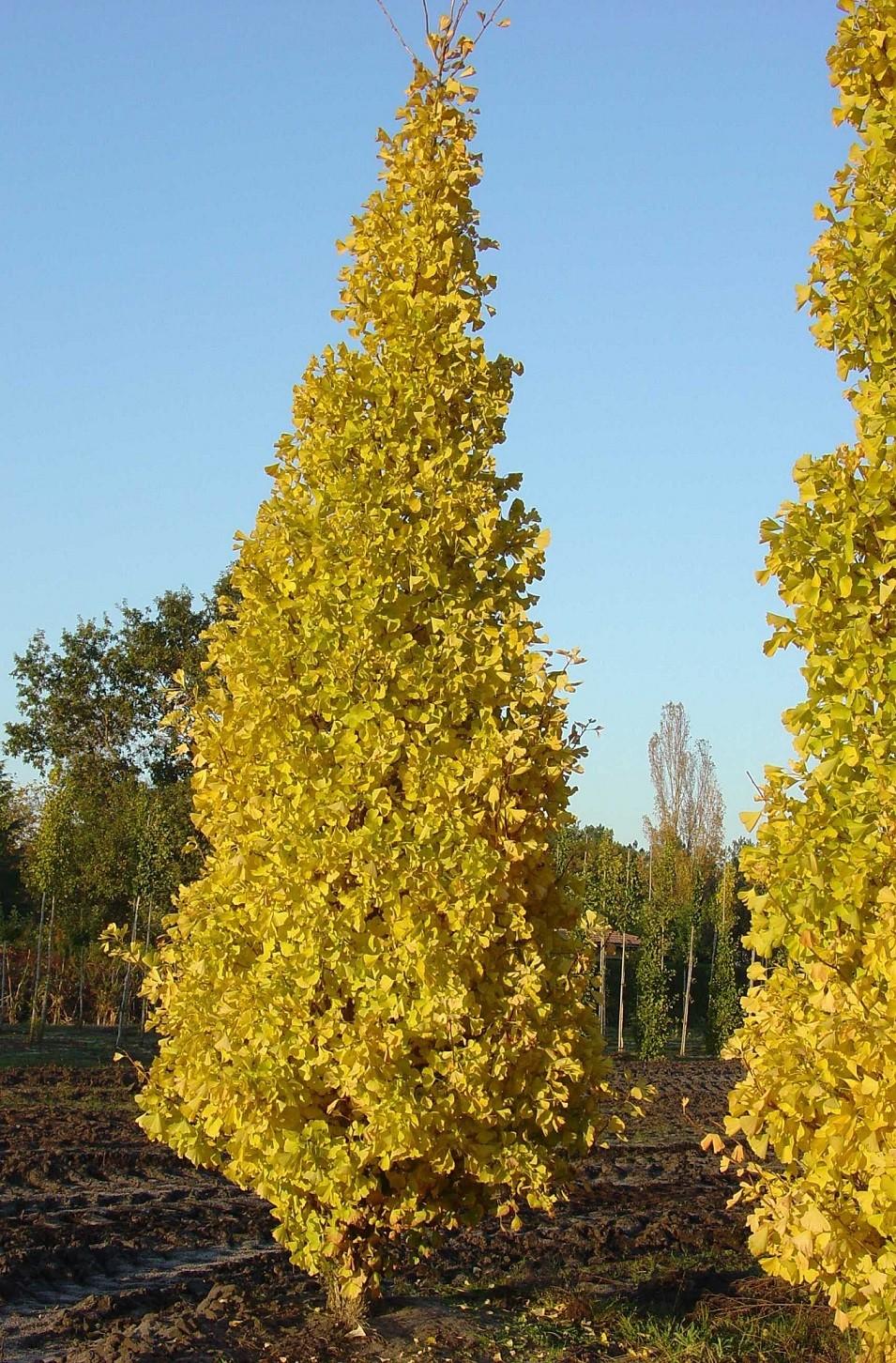 Ginkgo Biloba Gold Spire Single Stem - View 4 from www redcrocus com