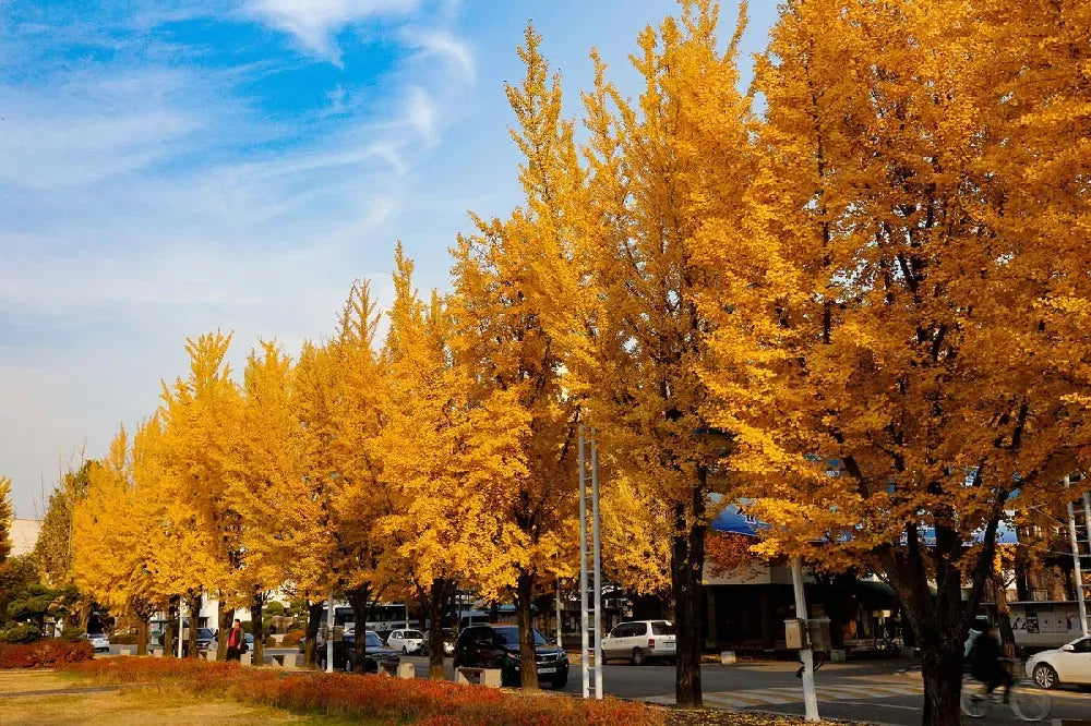 Ginkgo Biloba Gold Spire Single Stem - View 9 from www redcrocus com
