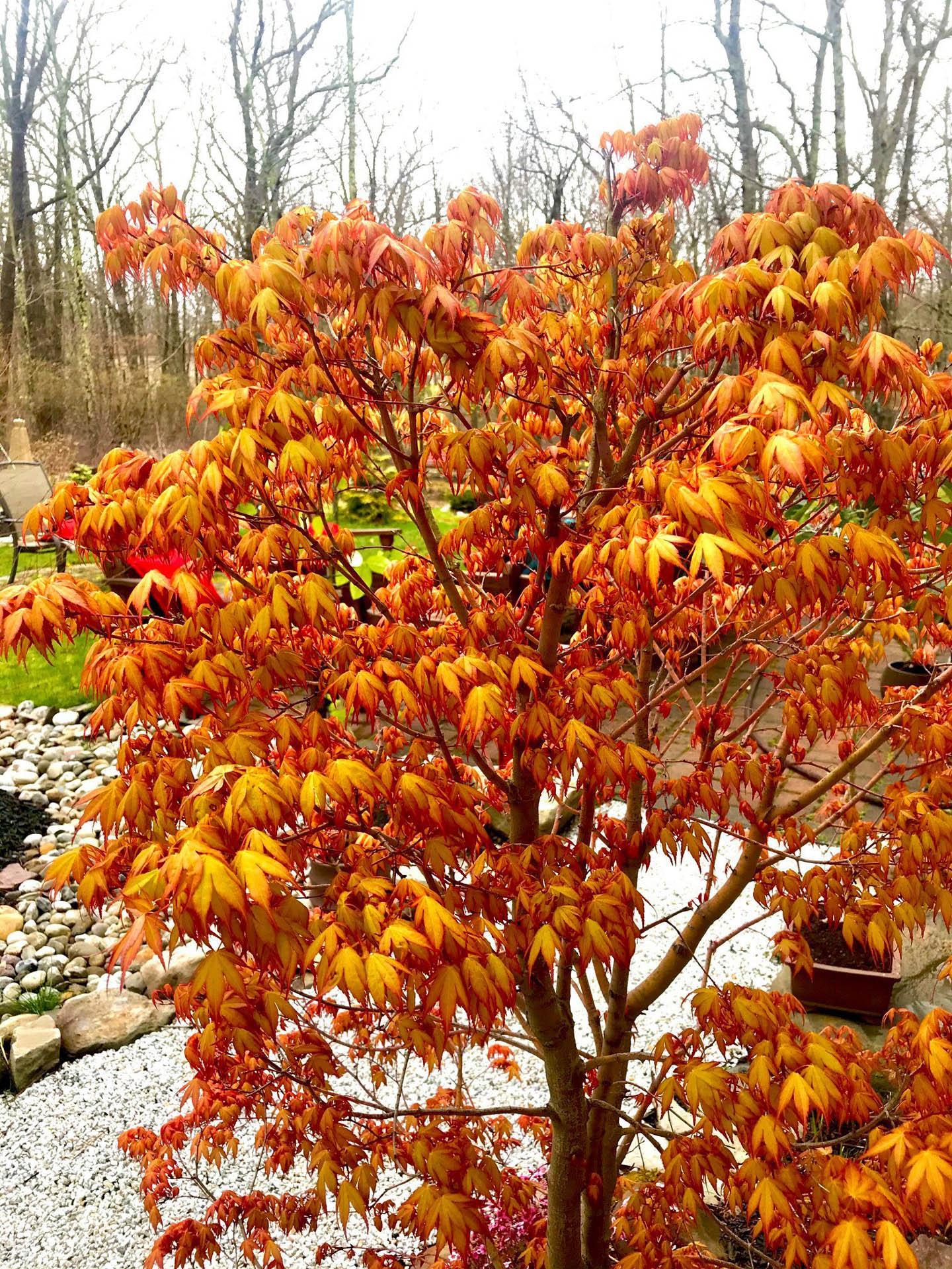 Acer Palmatum - View 13 from www redcrocus com