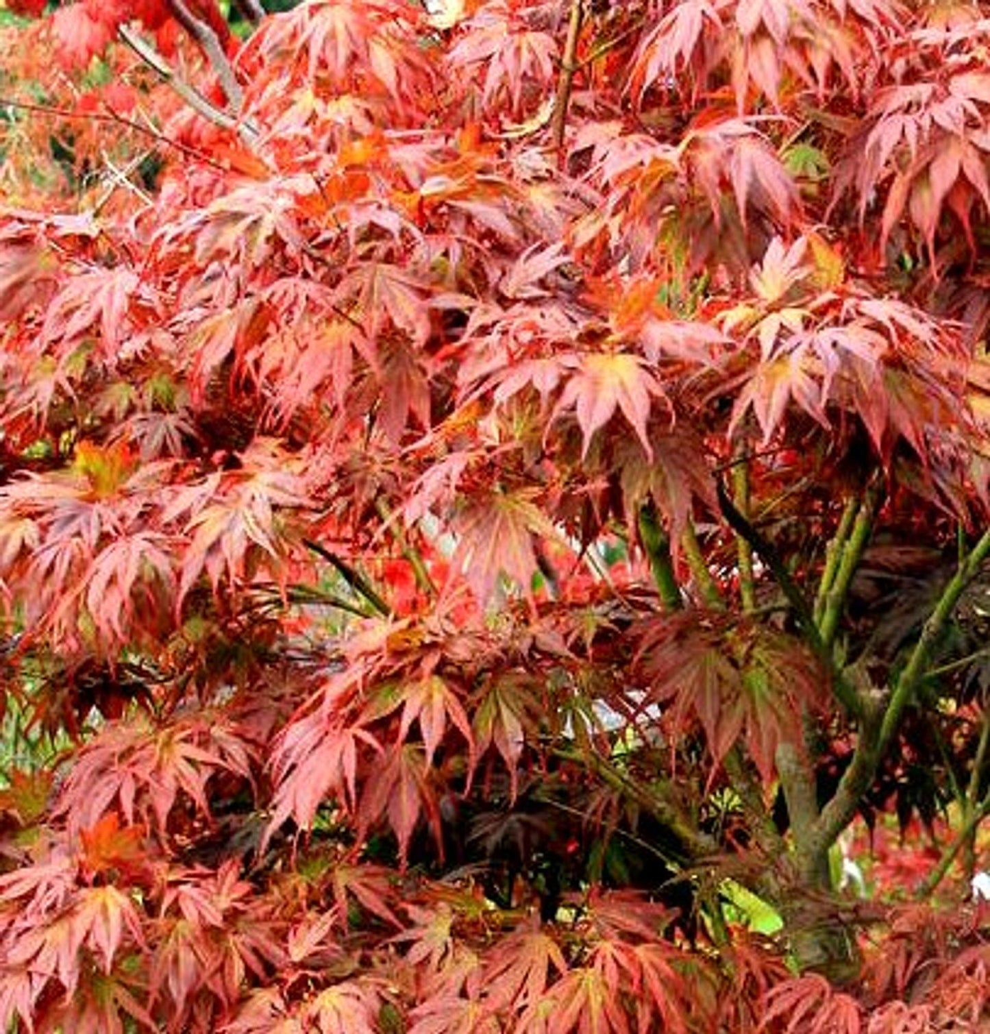 Acer Palmatum - View 7 from www redcrocus com