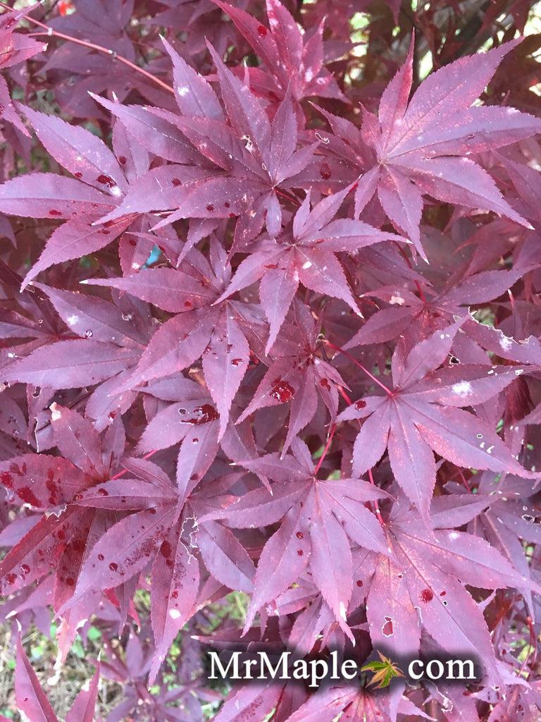 Acer Palmatum Emperor 1 - View 10 from www redcrocus com