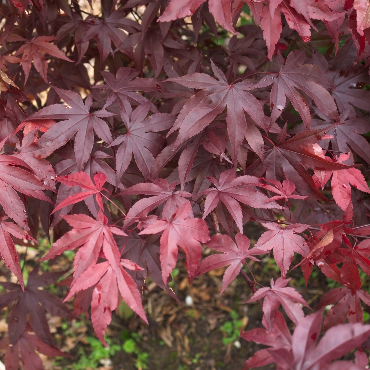 Acer Palmatum Emperor 1 - View 13 from www redcrocus com