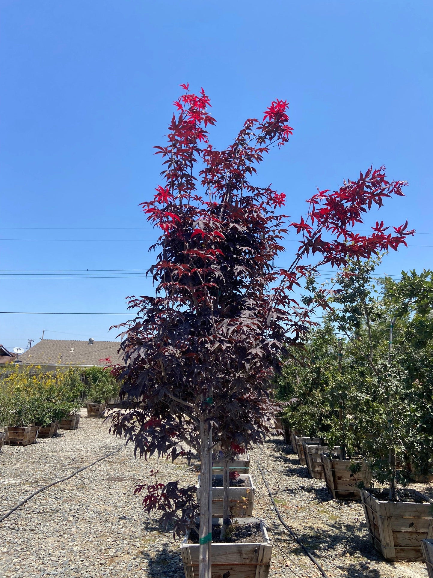Acer Palmatum Emperor 1 - View 14 from www redcrocus com