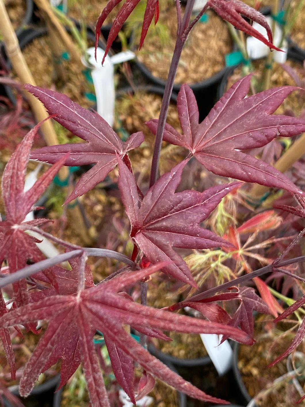 Acer Palmatum Emperor 1 - View 15 from www redcrocus com