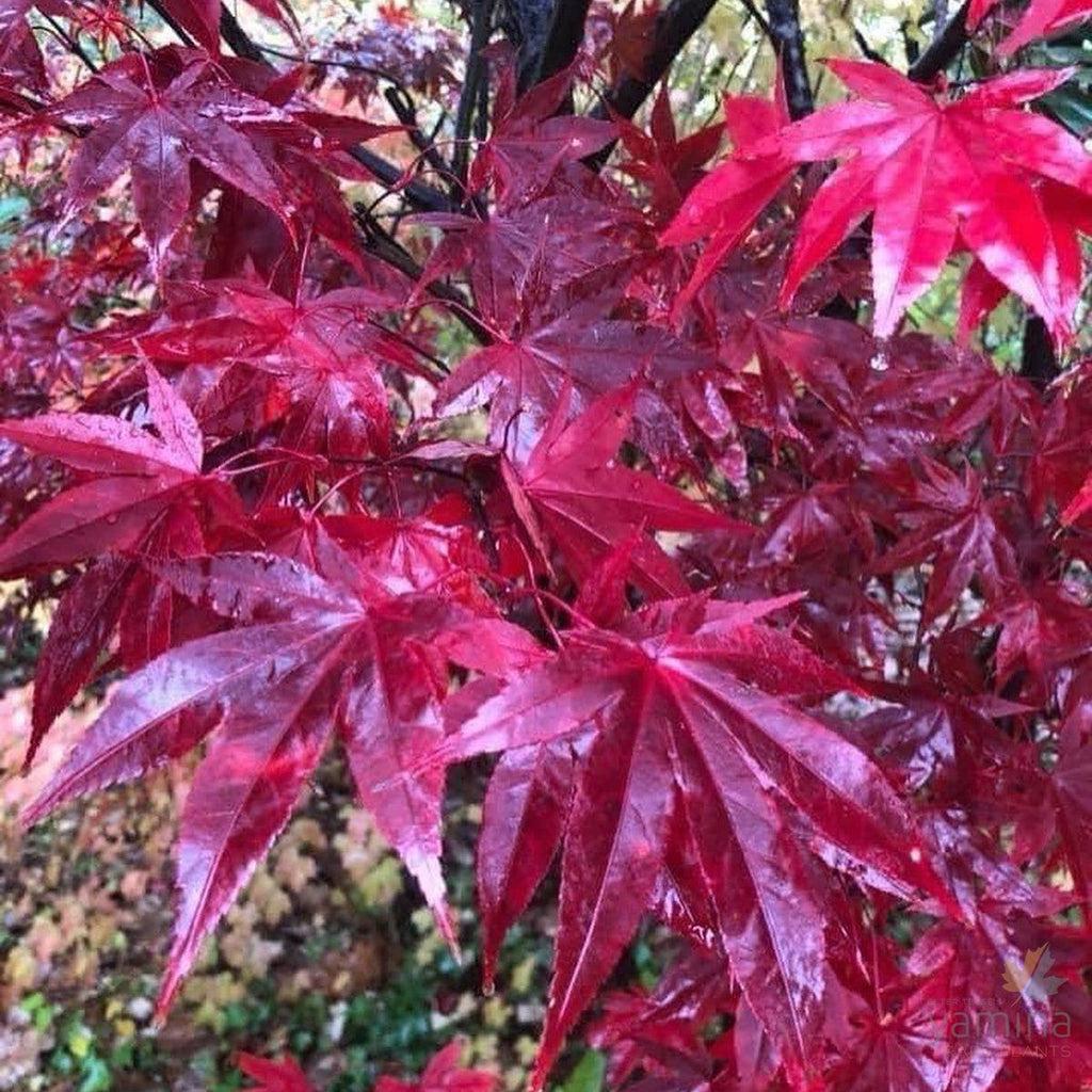 Acer Palmatum Emperor 1 - View 17 from www redcrocus com