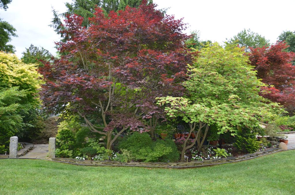 Acer Palmatum Emperor 1 - View 18 from www redcrocus com