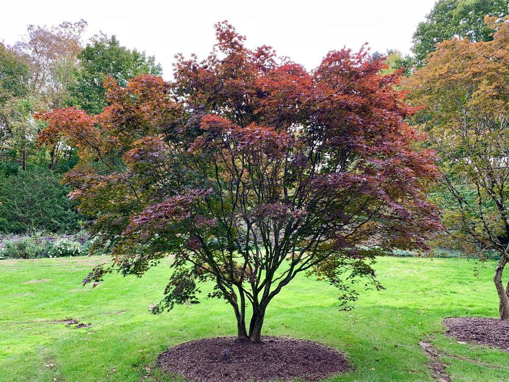 Acer Palmatum Emperor 1 - View 2 from www redcrocus com