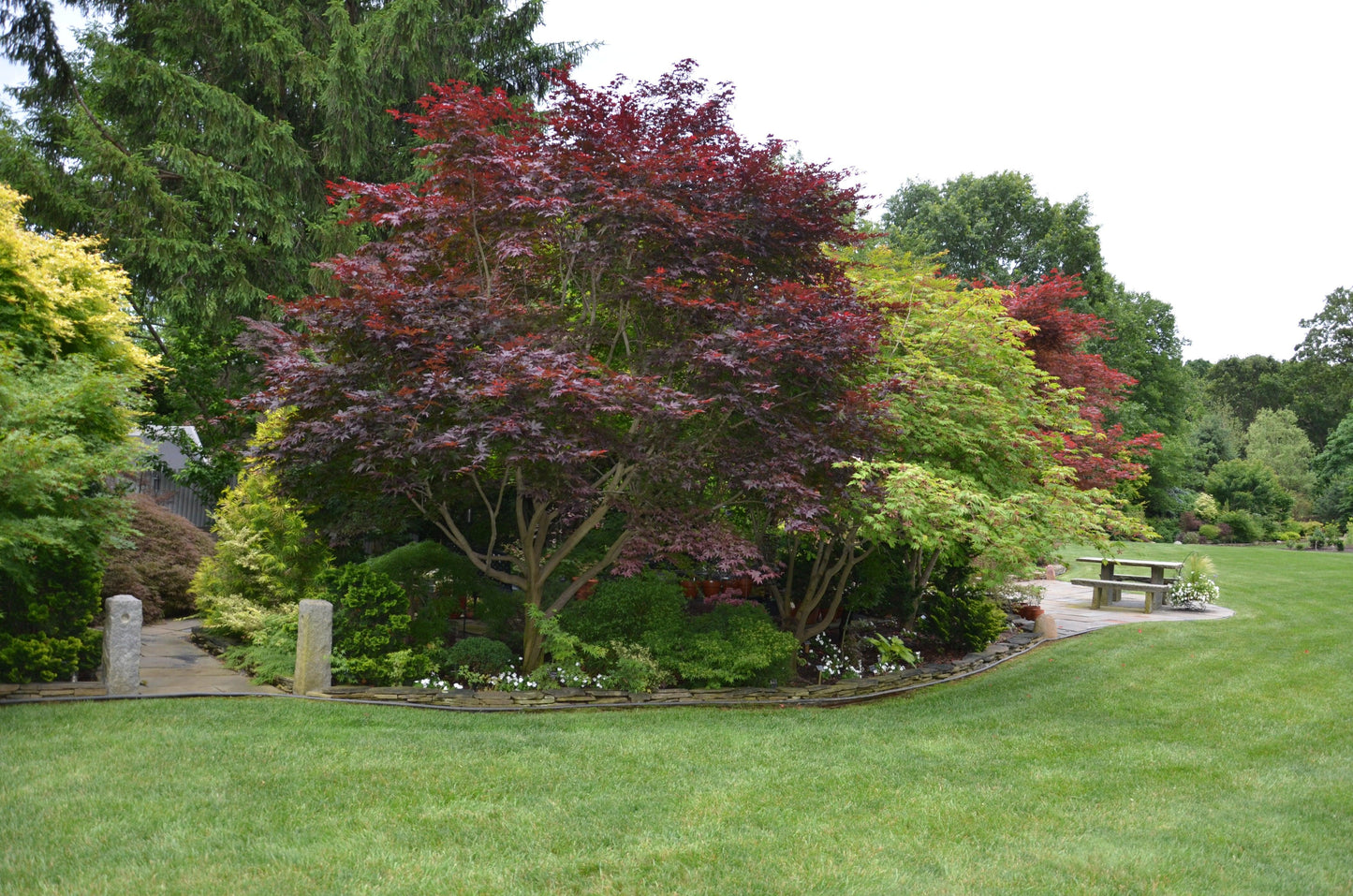 Acer Palmatum Emperor 1 - View 3 from www redcrocus com
