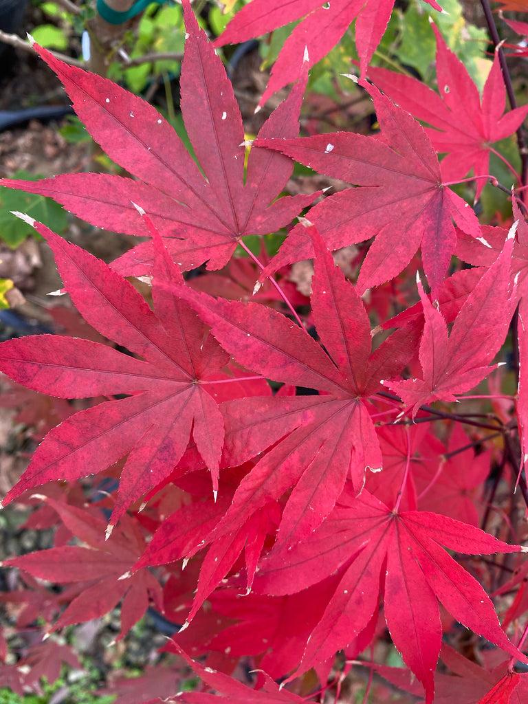 Acer Palmatum Emperor 1 - View 4 from www redcrocus com