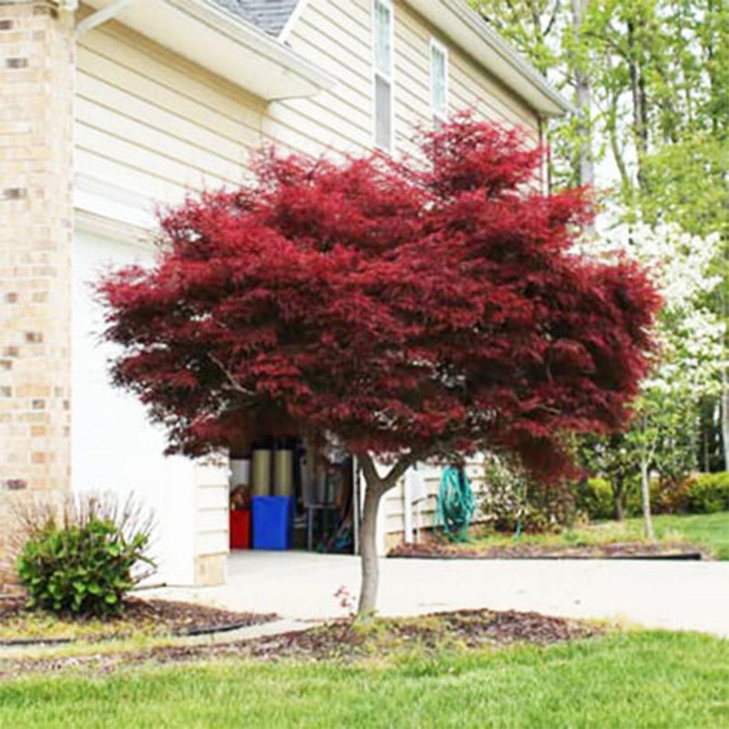 Acer Palmatum Emperor 1 - View 6 from www redcrocus com