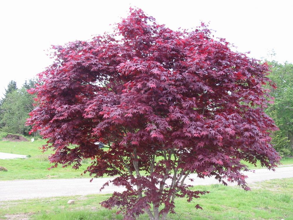 Acer Palmatum Emperor 1 - View 7 from www redcrocus com