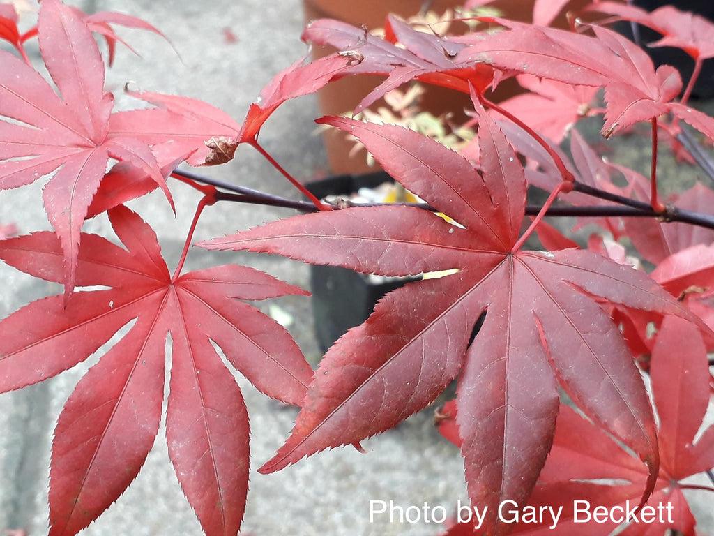 Acer Palmatum Emperor 1 - View 9 from www redcrocus com